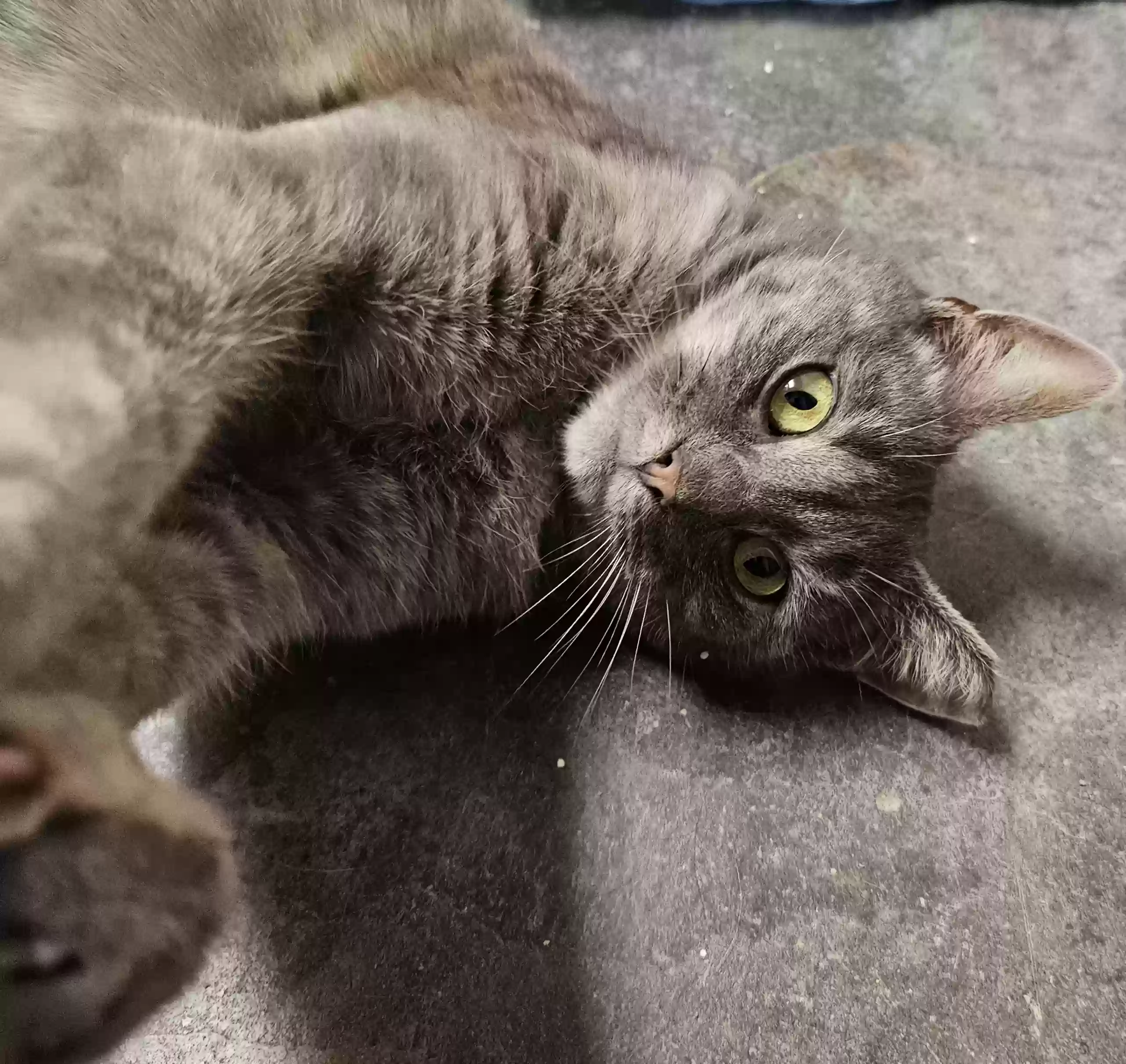 adoptable Cat in Louisville,KY named Baby Girl
